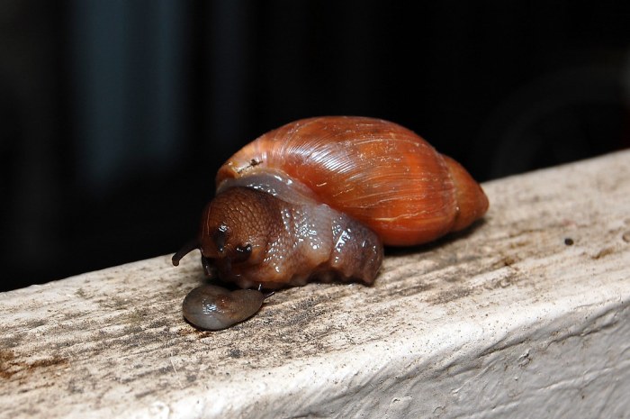 Rosy snail feasting brewer caryn snails predator euglandina rosea wolf davesgarden