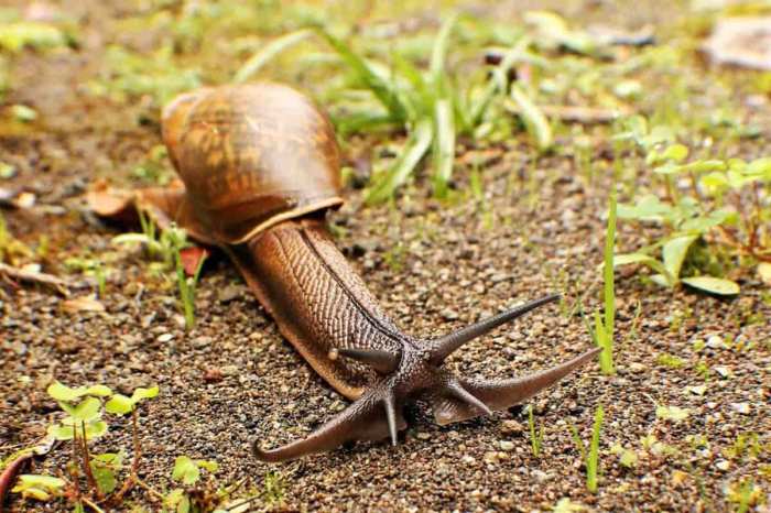 Rosy wolf snail for sale