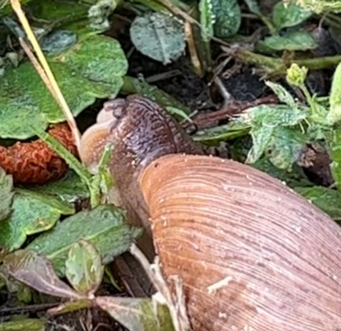 Rosy wolf snail for sale