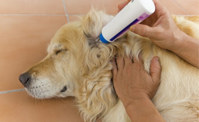 Cort astrin solution for dogs ears