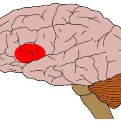 Brain region linked to speech crossword