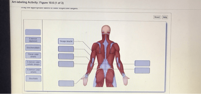 Art labeling activity figure 12.28 a