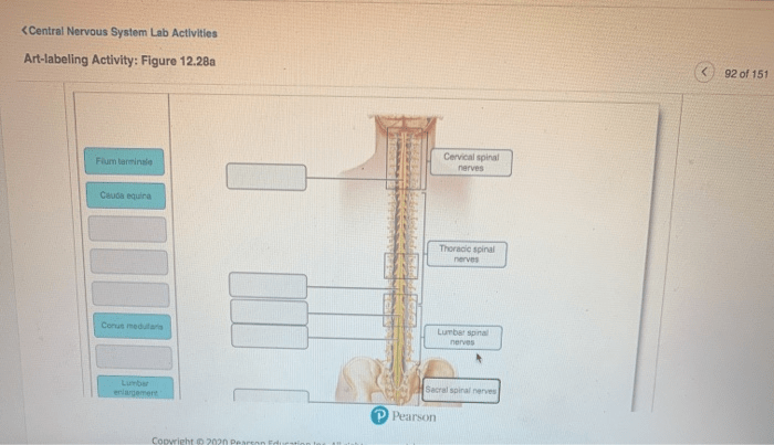 Art labeling activity figure 12.28 a