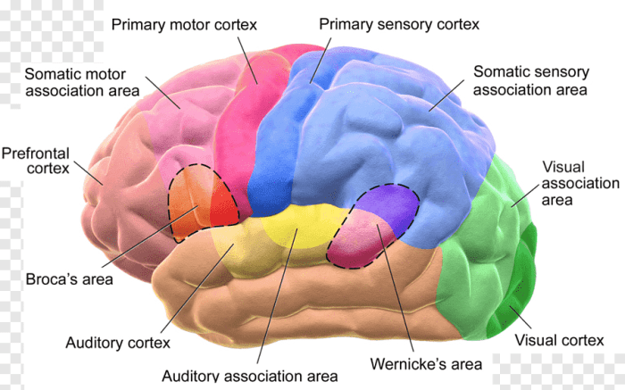 Area remember difference between wernicke broca aphasia mnemonic mnemonics wernickes medicowesome vs brocas medical broken personification speech linguistic ordinal make