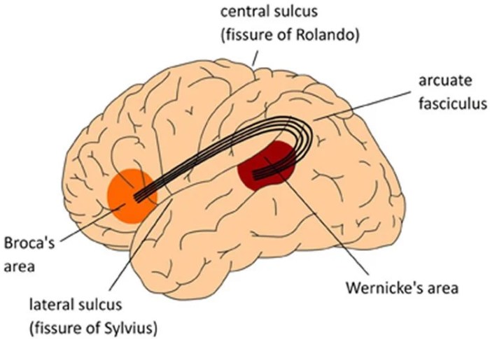 Brain region linked to speech crossword