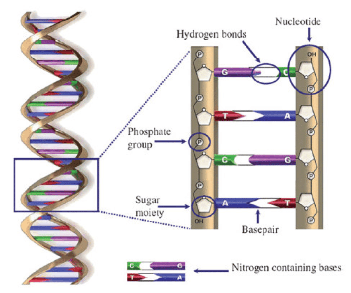 Nucleotide purines pyrimidines adenine thymine guanine cytosine phosphate purine pyrimidine nitrogenous deoxyribose pairing molecular concepts guanosine pageindex 02b