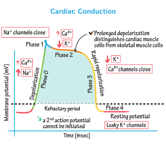 Which statement is true regarding cardiac tissue