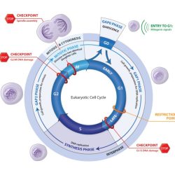 The eukaryotic cell cycle and cancer in depth