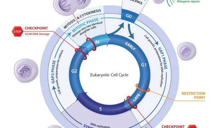 The eukaryotic cell cycle and cancer in depth