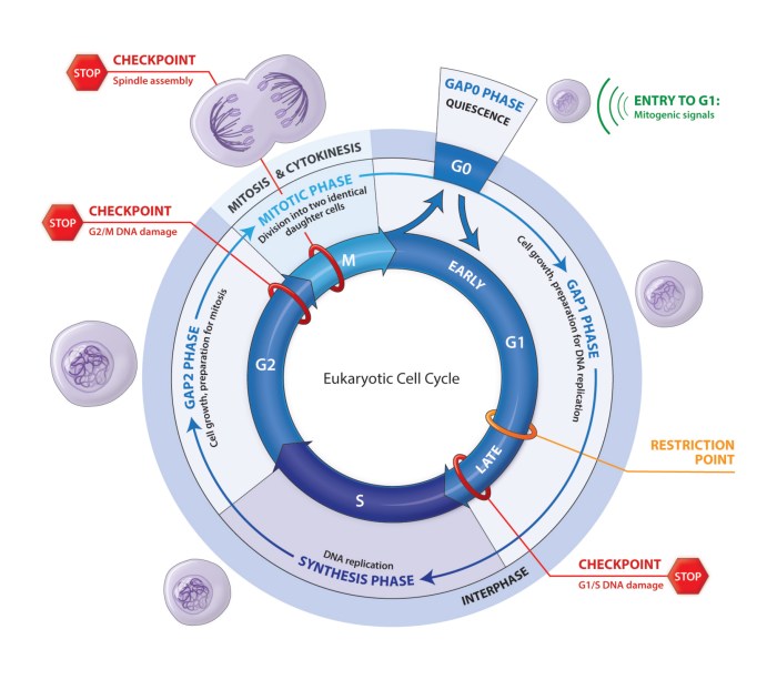 The eukaryotic cell cycle and cancer in depth