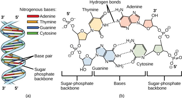 Select each of the true statements about dna structure