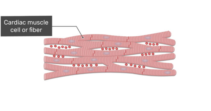 Cardiac cardiomyocyte fibers muscolare