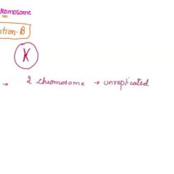 Which of the following student-drawn cell models contain two chromosomes