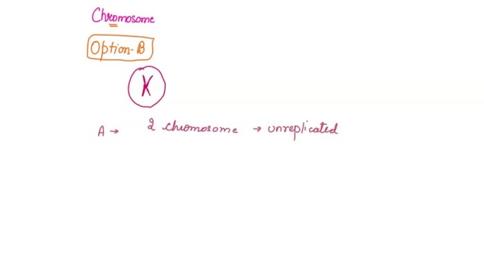 Which of the following student-drawn cell models contain two chromosomes