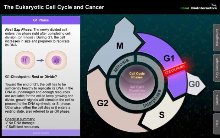 The eukaryotic cell cycle and cancer in depth