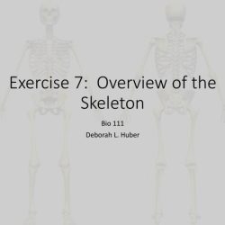 Exercise 7 review sheet overview of the skeleton