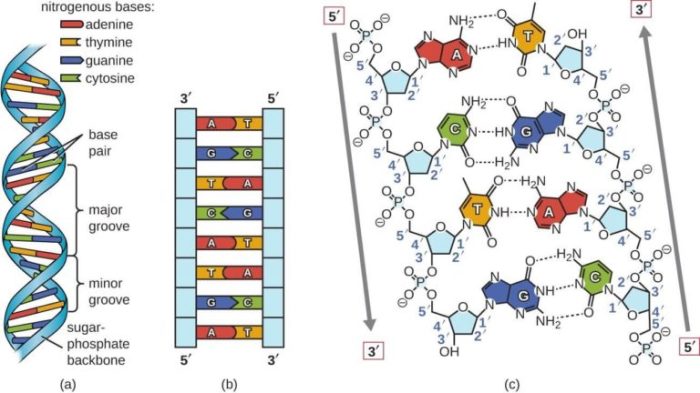 Select each of the true statements about dna structure