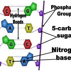 Pairing phosphate backbone drawittoknowit fixed