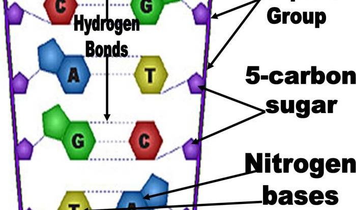 Pairing phosphate backbone drawittoknowit fixed