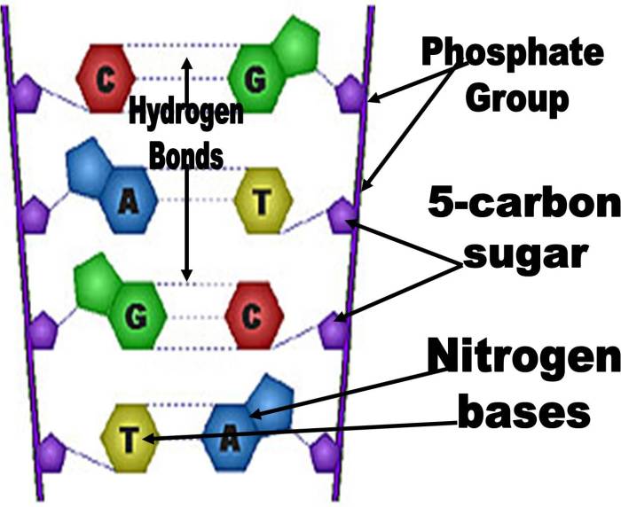 Pairing phosphate backbone drawittoknowit fixed