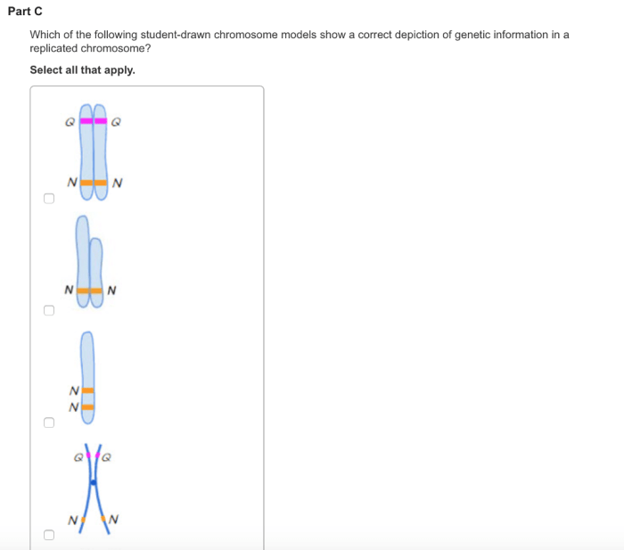 Which of the following student-drawn cell models contain two chromosomes